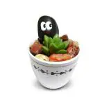 Hillmart White Natural Live Haworthia Mutica Succulent With Cute Artistic Stone And Hand Designed Pot