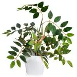 Fancy Mart Artificial Green Ficus Branches in White Onyx Pot 40 x 32 cm (FMDB-6045)