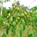 GREEN LINE Amra Spondias Mombin Fruit live Plant