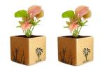 Abana Homes Brown Syngonium Mini Plant (Pack Of 2)