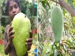Online Plant Bazar Green Noorjahan Mango Grafted Live Plant