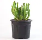 India Gardening Crassula Ovata, Gollum Jade | Money Plant Succulent