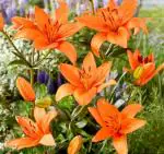 PARYAVARAAN Asiatic Lily Flower Bulbs Double (Orange 5)