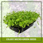 Farmgokart 1000 Nos of CELERY Microgreen Seeds | Best Suitable For Terrace And Home Gardening-