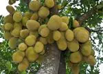 Platone Jack Fruit PlantKathal PlantJ-30 and 31 Jackfruit