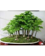 Green Tree Seed (Pack of 5 Seeds)
