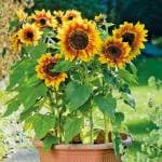 M-Tech Gardens Rare Hybrid Sunflower 