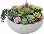 NooElec Seeds India Air Purifier Indoor Growing Mix Succulent Seeds- 50 Seeds - Grow Year Round