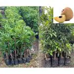 GLOBAL GREEN | Grafted Kalapati Variety Chikoo Plant/ ( pack of 1 ) Hybrid Sweet Chikoo Plant/ height 1.5 to 2 Feet