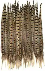 Tiptop Decoration Natural Long Golden Yellow Black Striped Tail Feather Quills (40-42 cm) (3 Pieces)