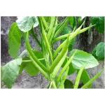 CooPany Guar Phali/ Gawar/ Cluster Beans Seeds (35 Seeds)