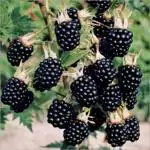 Cloud Farm BlackBerry Fruit High Yield Hybrid Rare Tropical Fruit Healthy Plant,CF_T68