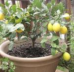 Corofitam Lemon PlantLebu PlantSaraswati Gardens Tropical Rare Exotic fruit