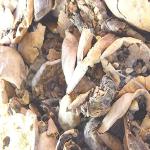 Xetomos Ferfendua Gudamba 100gms