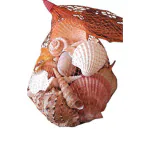 DARIDRA BHANJAN - Sea Shells for Aquarium Garden | Home Decoration Art and Craft for Sea Shells(Brown-Cream, 250g)