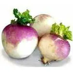 PARYAVARAAN Vegetable Seeds | Turnip Seeds | Turnip Vegetable Seeds | Turnip Seeds For Home Garden pack of 50 seeds