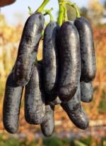 Online Plant Bazar Black Sweet Grapes Live Plant-Bg5