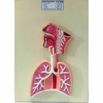 BNR EXPORTS Human Respiratory System Model For Medical Study Science Practice and Research Mounted On White Laminated Wooden Board Base Big Size (41 x 31 x 6 Cm) Nicely Packed In Strong Box