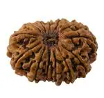 Feel Touch Mart 13 Mukhi Rudraksha Original Nepal Bead 27mm Rudraksha 13 Thirteen Face Rudraksha Genuine 13 Face Rudraksha For Men & Women Original lab Certified By