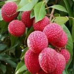 ONLINE PLANT BAZAR CHINA-3 LITCHI PLANT(PACK OF-1)