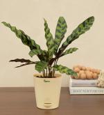 UGAOO Calathea Rattlesnake Plant Natural Live Indoor Plant with Pot