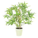 GREEN LINE Golden Bamboo Plant Holy And Fengsui Golden Bamboo Live Plant 