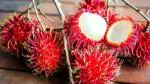 Cloud Farm Hybrid and Rare Red Rambutan ZZ Plant - 200 mm CF22123