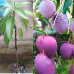 Cloud Farm World’s Costliest Purple Japanese Miyazaki Mango Plant Hybrid (Height - 2-3 Feet) Miyazaki Mango Plant Original Rare Healthy Mango Tree Grafted Fruit Plant,CF_T73