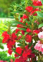 Plantzoin Garden balsam Gul-mehndi Impatiens balsamina Haragaura(Red) Live Plant