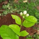 Cloud Farm Arabian Jasmine Double Petal Healthy Flower Plant CF[98015]