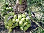 Zomoloco Coconut PlantNarkel PlantCoconut Fruit Plant Dwarf Variety DxT Coconut Tree Huge Production Healthy Hybrid Plant