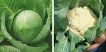 MOZETTE Cabbage and Cauliflower combo Seed (48 per packet)