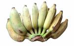CooPany Ealaki banana Live Plant - Rhizome Varity (Not Tissue Culture Plant) Pack of 2 Live Plants with Safe and Secure Packing