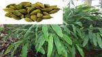 Platone Elaichi/Cardamom Plant Cardamon Plant