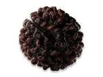 Feel Touch Mart GOL Dana 1 Precious & Premium Nepal Beads Ek Mukhi GOL Dana Pendant 24mm Rudraksha Nepali Bead by Lab Certified