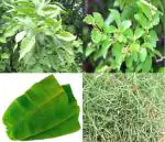 Plantzoin 108 Bilva leaf(Triplet), Banana leaf(5 Piece), Ber leaf and Doob(Combo Pack) for Worship/Rituals