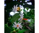 PYANABI GARDEN Parijat Flower tree /Seuli Flower Plant harsingar ka podha/Parijatak Flower Medicinal plant PB005