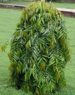 Golden Bloom Pack of Hybrid 1 Live debdaru tree/Monoon longifolium Plant/mast tree, ashok, or Himalayan cedar Tree Plant Height 1.5-2 Ft (Pack Of 2)