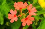 CooPany Aboli/Fire Cracker Flower Orange Colour Flower Live Plant with Safe and Secure Packing