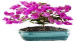 Platone Baugainvillea Plant Bougainvillea Old Bonsai Pink Flower Plant