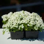 Flora Seeds Premium Sweet Alyssum Hybrid Seeds | Sweet Alyssum Mixed Color High Germination Seeds | Sweet Alyssum Flower Seeds For Home and Garden (Pack of 50 Seeds)