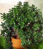 Cloud Farm Jade Healthy Plant Good Luck Plant [CF1181]