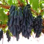 EverSneh Live Grapes Black Sharad Seedless Variety Angoor Fruit Live Plants With Pot