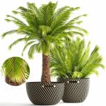 Green World Palm Ornamental Tree Seed 50 g