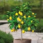 Cloud Farm Rare Italian Hybrid Lemon Fruit Healthy Plant(Pack Of 1),CF_L12