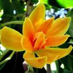 ONLINE PLANT BAZAR GOLDEN CHAMPA FLOWER PLANT(PACK OF-1)