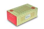 Kosher Bamboo Facial Tissue Box ivoryGold - Pack of 3 - Pure bamboo Pulp - 2 Ply - 150 pulls each