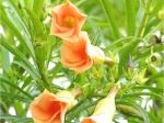 Odiplantz Orange oleander Live Plant