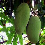 Kapebonavista Live Bombay Green Mango Aam Fruit Plant Healthy Live Plant