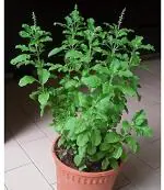 Baishnab Basil PlantTulsi PlantOne live hybrid Rama Tulsi/Basil tree plants by Dishita
